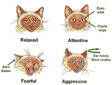 Feline Body Language: What Your Cat's Eyes Tell You About His